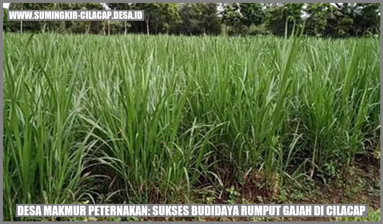 Desa Makmur Peternakan: Sukses Budidaya Rumput Gajah di Cilacap