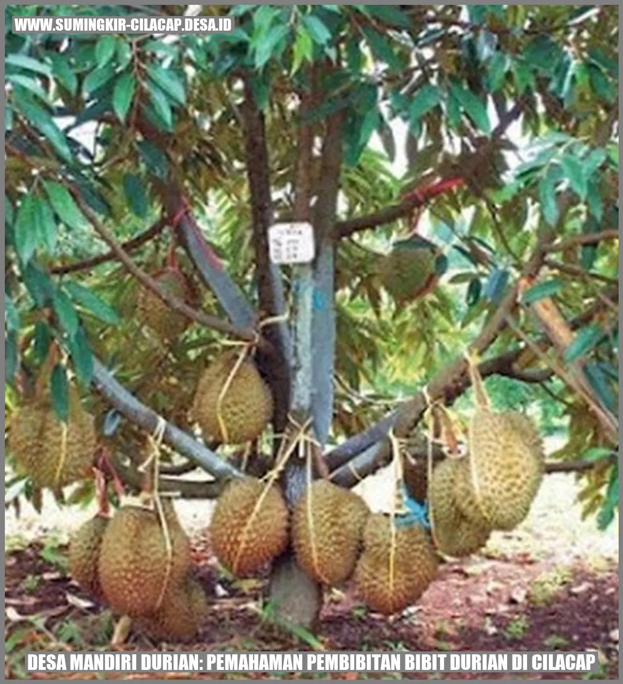 Desa Mandiri Durian: Pemahaman Pembibitan Bibit Durian di Cilacap