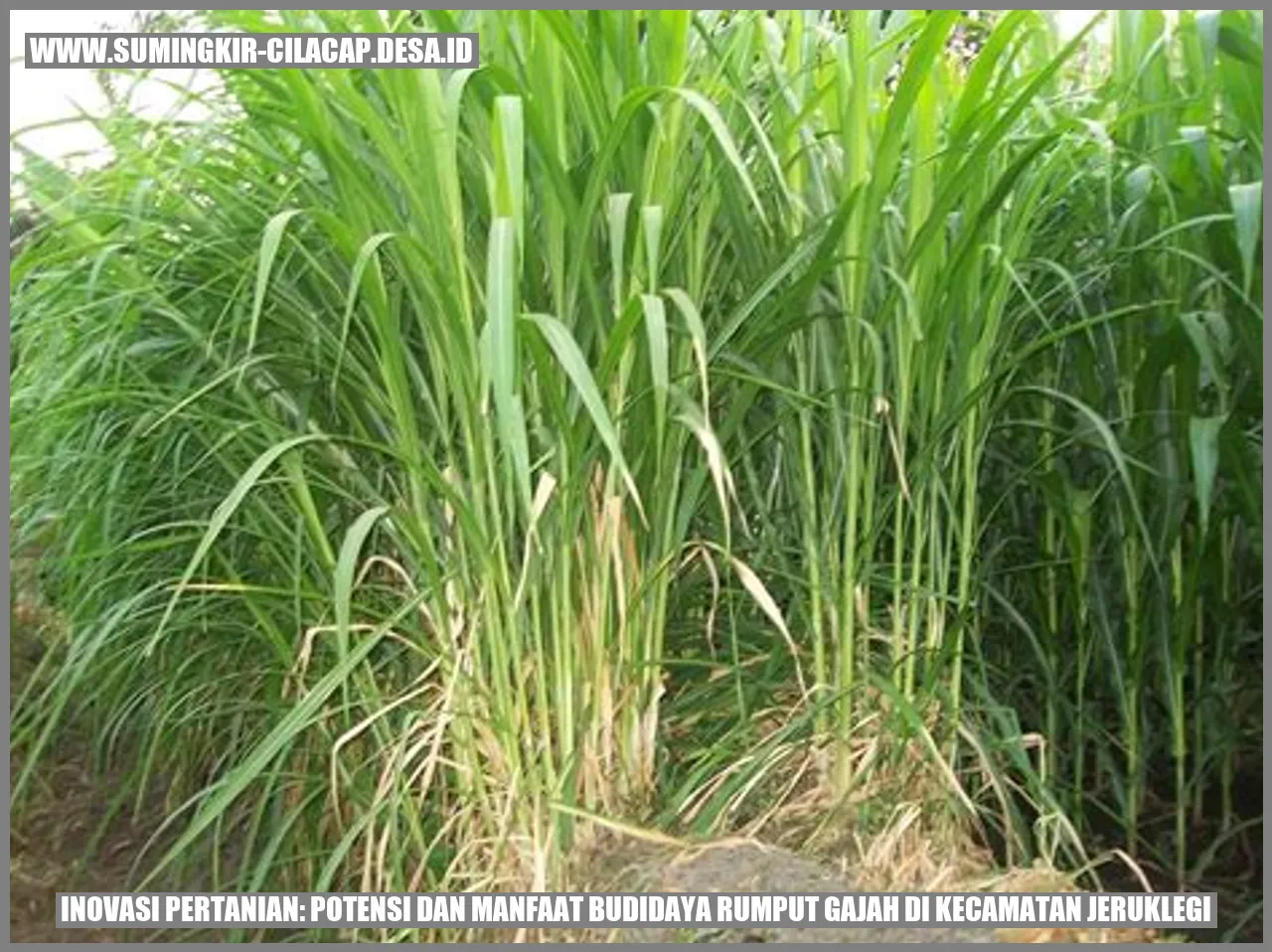 Gambar budidaya rumput gajah