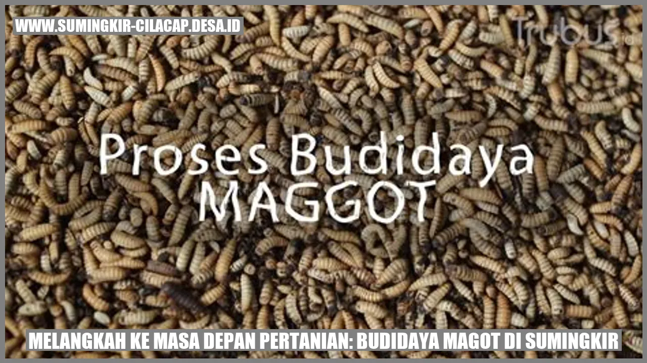 Melangkah ke Masa Depan Pertanian: Budidaya Magot di Sumingkir