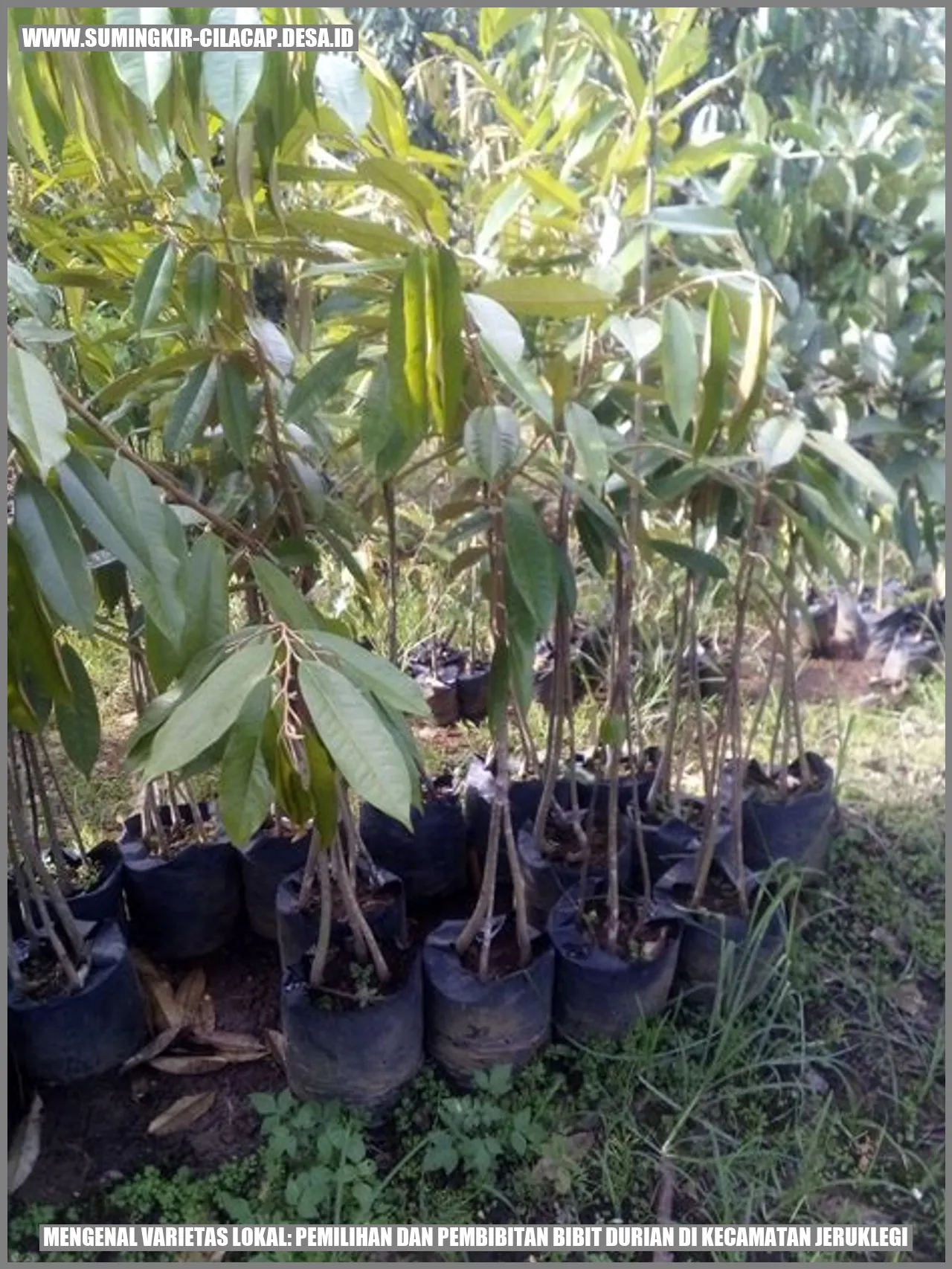 Mengenal Varietas Lokal: Pemilihan dan Pembibitan Bibit Durian di Kecamatan Jeruklegi
