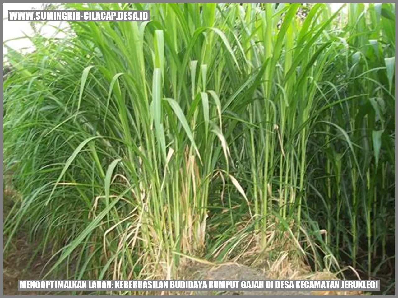 Optimasi Budidaya Rumput Gajah Jeruklegi