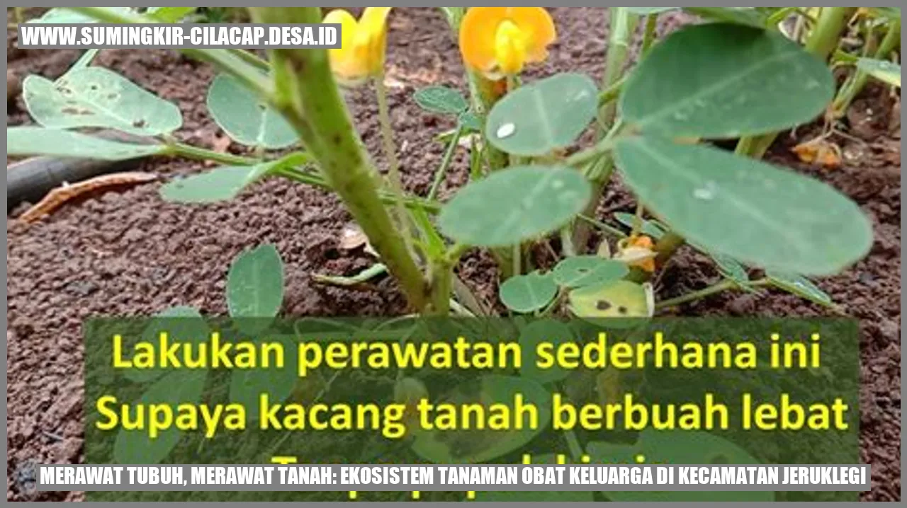 Gambar Tanaman Obat