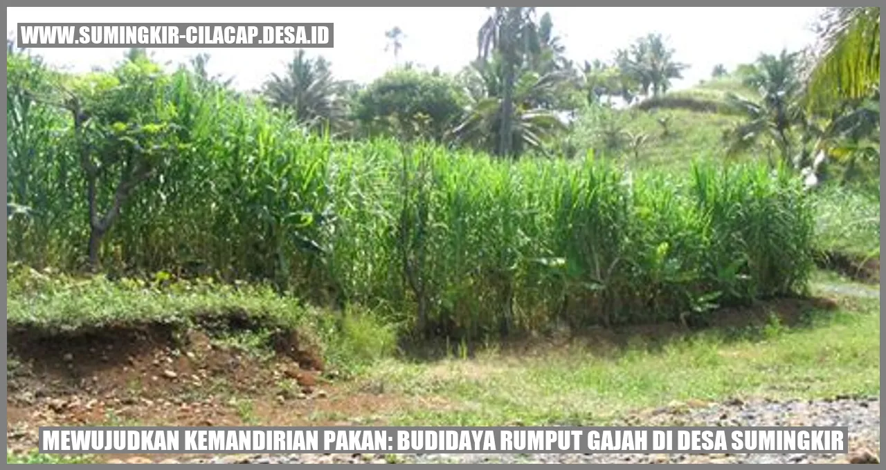 Mewujudkan Kemandirian Pakan: Budidaya Rumput Gajah di Desa Sumingkir