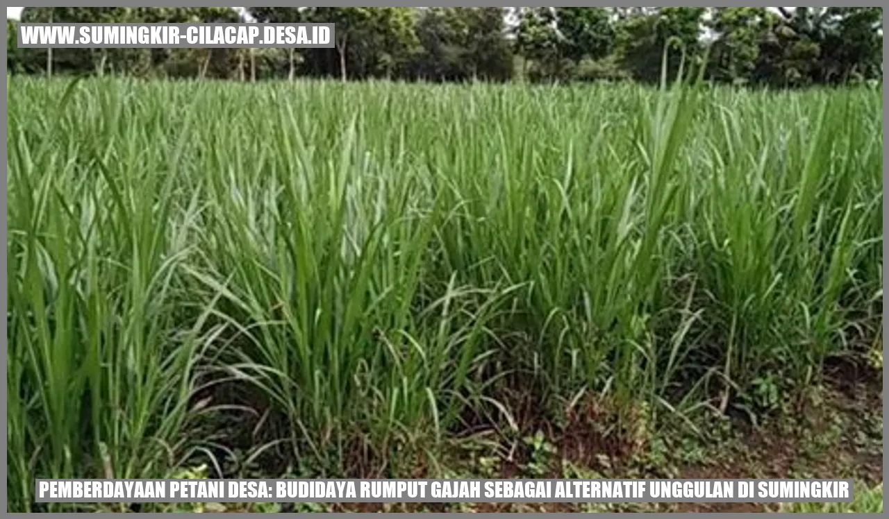 Gambar rumput gajah