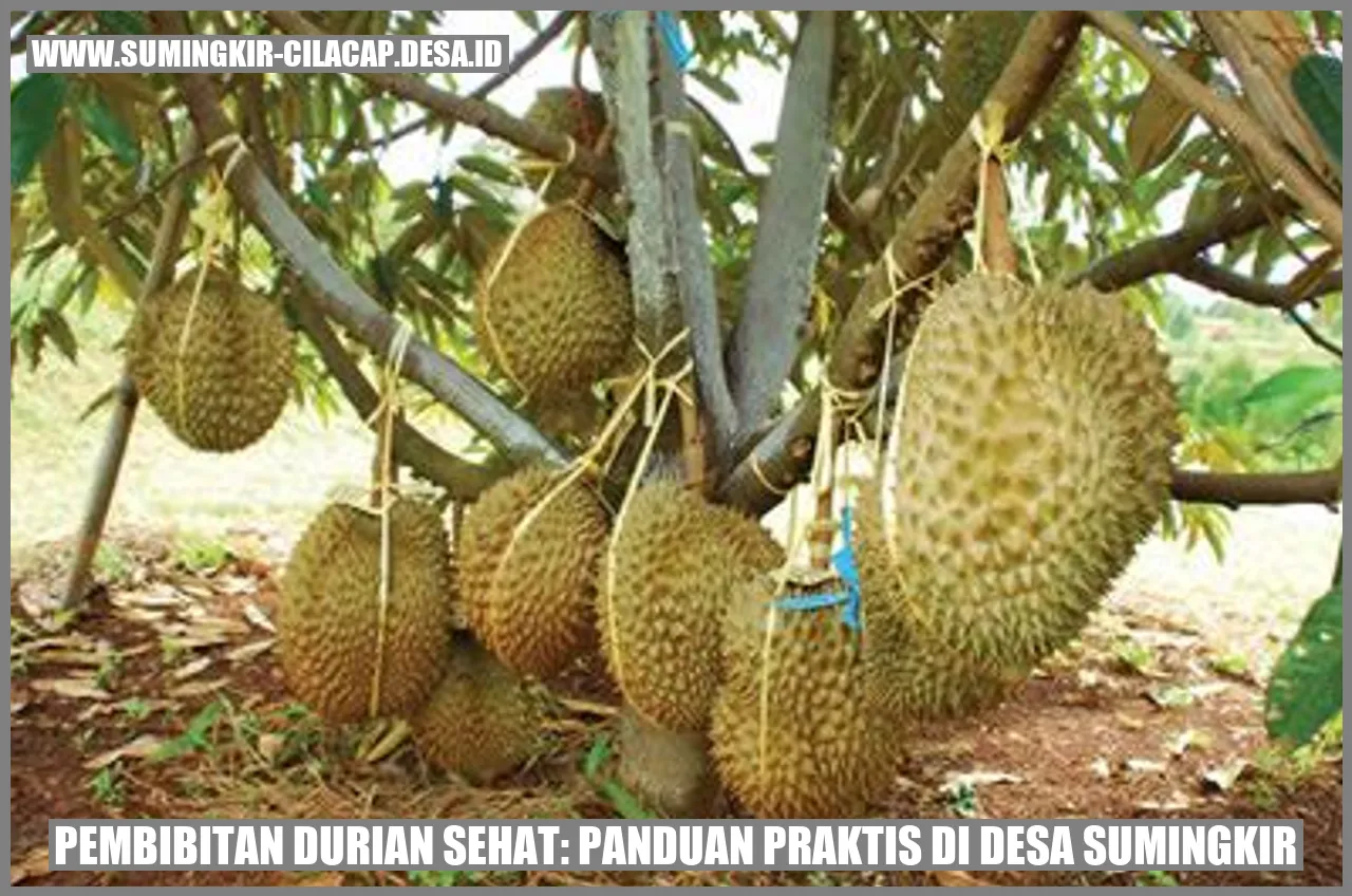 Pembibitan Durian Sehat: Panduan Praktis di Desa Sumingkir