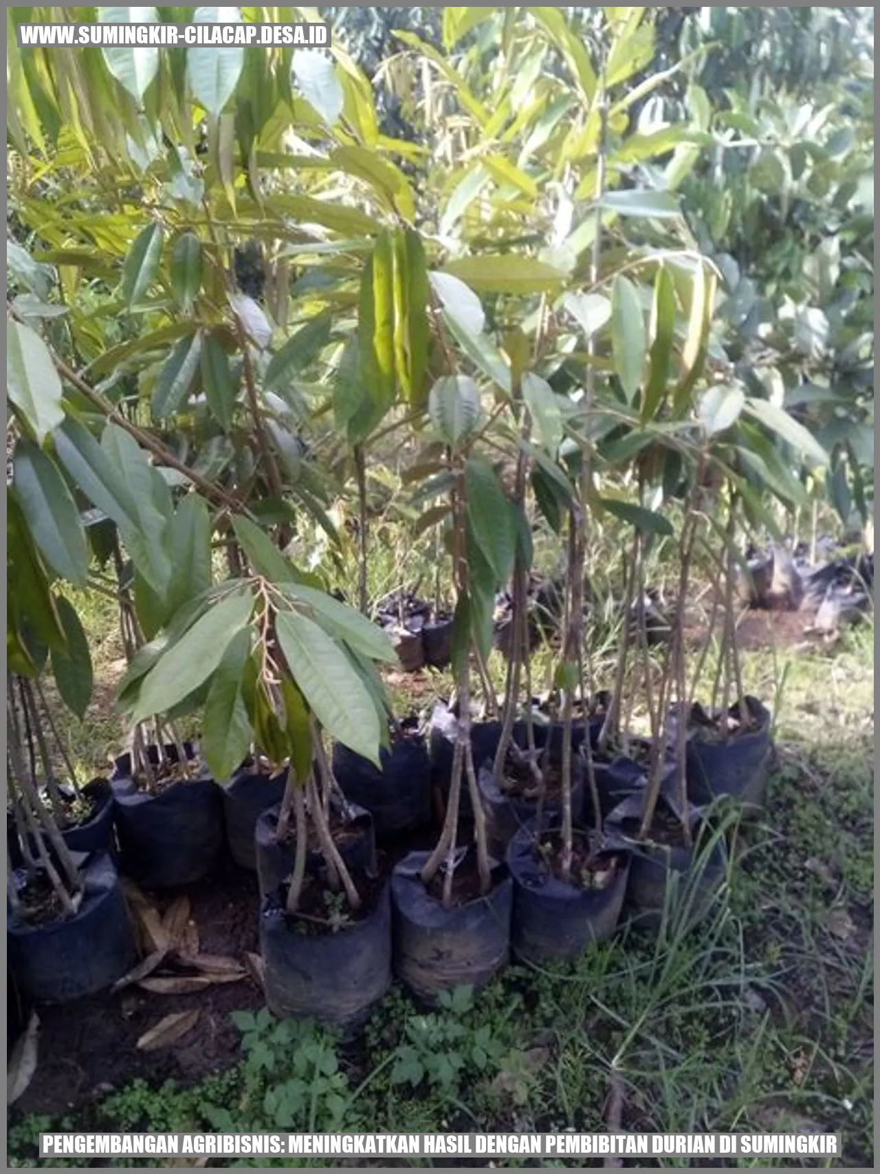 Pengembangan Agribisnis: Meningkatkan Hasil dengan Pembibitan Durian di Sumingkir