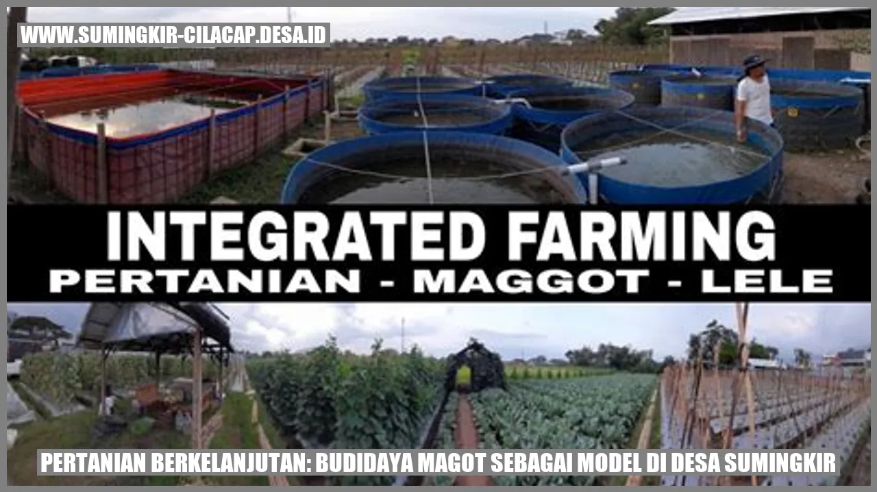 Pertanian Berkelanjutan: Budidaya Magot sebagai Model di Desa Sumingkir