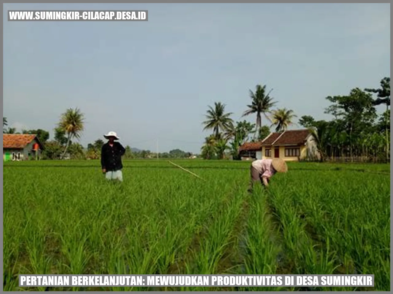 Pertanian Berkelanjutan: Mewujudkan Produktivitas di Desa Sumingkir