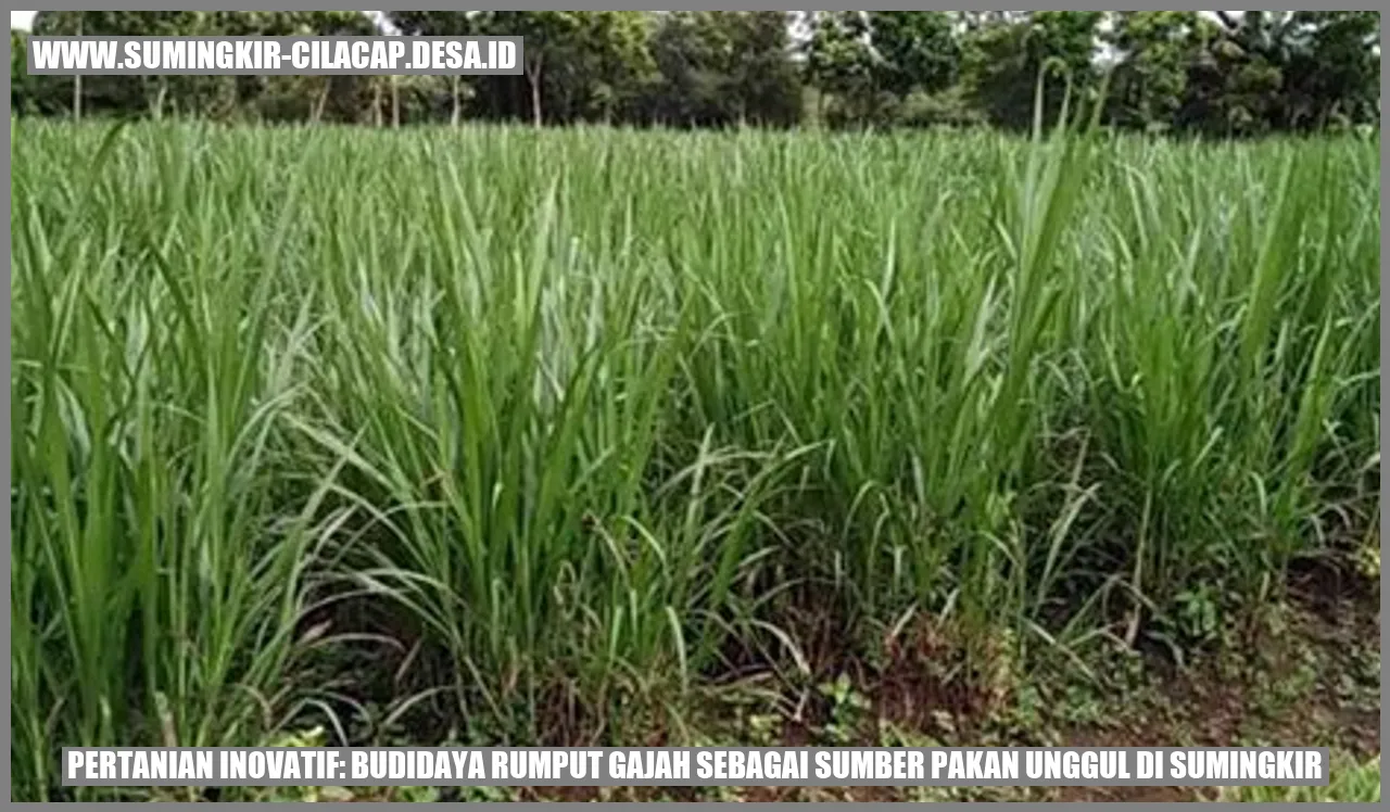 Pertanian Inovatif: Budidaya Rumput Gajah sebagai Sumber Pakan Unggul di Sumingkir