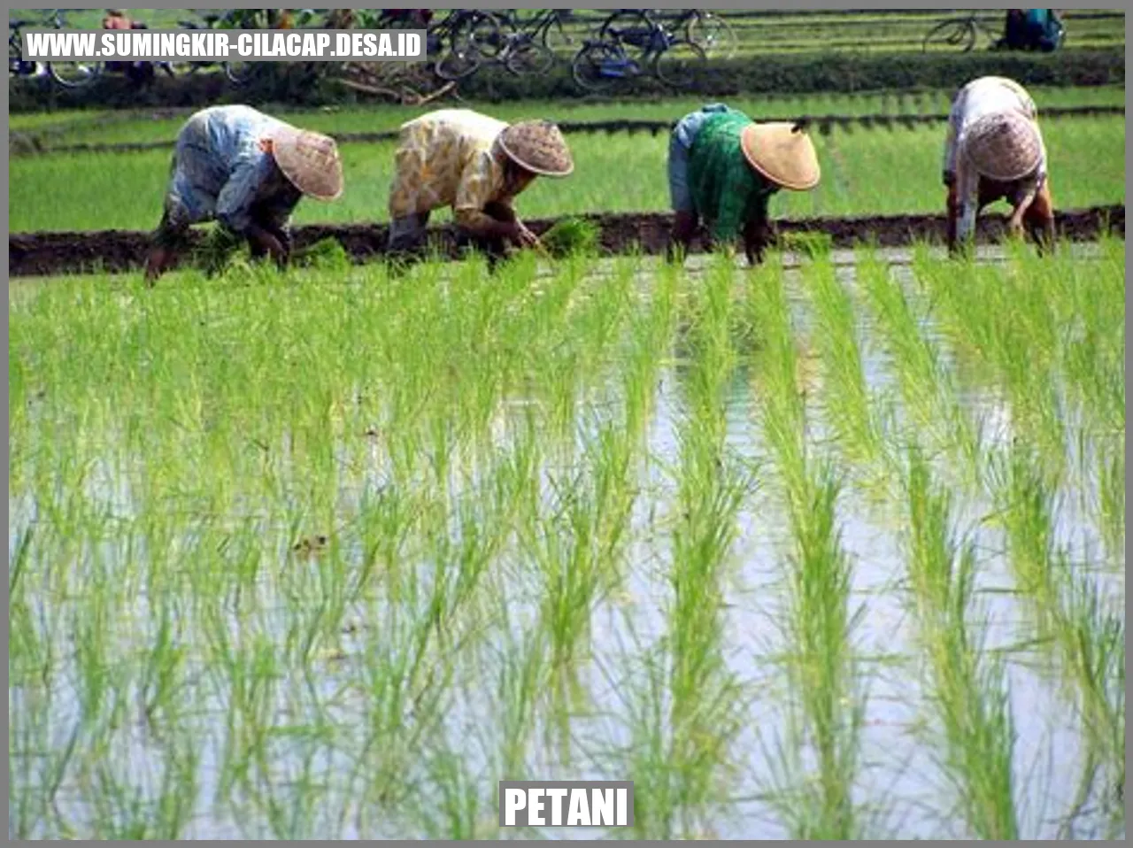 Petani